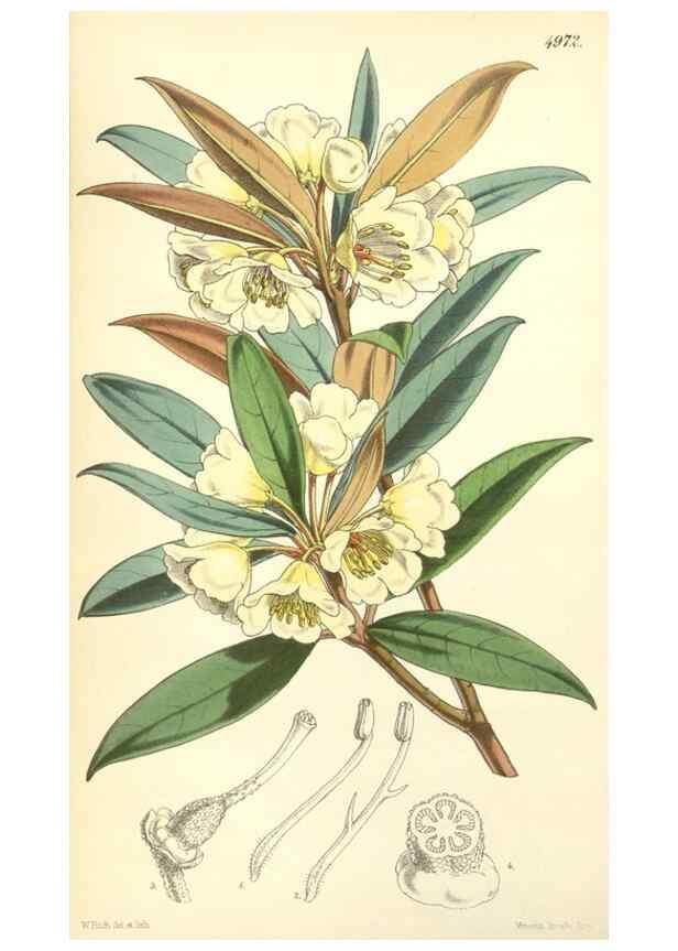 Reproducción/Reproduction 35232429136: Curtis's botanical magazine.. London ; New York [etc.] :Academic Press [etc.]