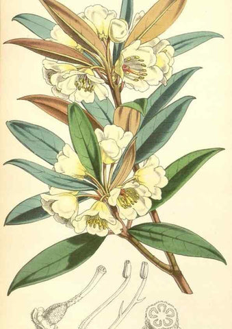 Reproducción/Reproduction 35232429136: Curtis's botanical magazine.. London ; New York [etc.] :Academic Press [etc.]
