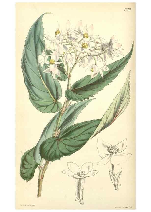 Reproducción/Reproduction 35232433496: Curtis's botanical magazine.. London ; New York [etc.] :Academic Press [etc.]