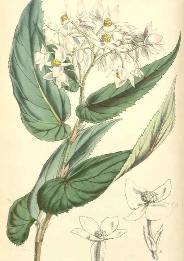 Reproducción/Reproduction 35232433496: Curtis's botanical magazine.. London ; New York [etc.] :Academic Press [etc.]