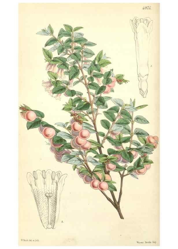 Reproducción/Reproduction 35272922185: Curtis's botanical magazine.. London ; New York [etc.] :Academic Press [etc.]