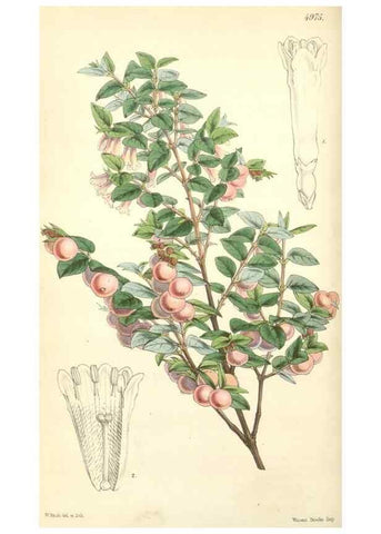 Reproducción/Reproduction 35272922185: Curtis's botanical magazine.. London ; New York [etc.] :Academic Press [etc.]