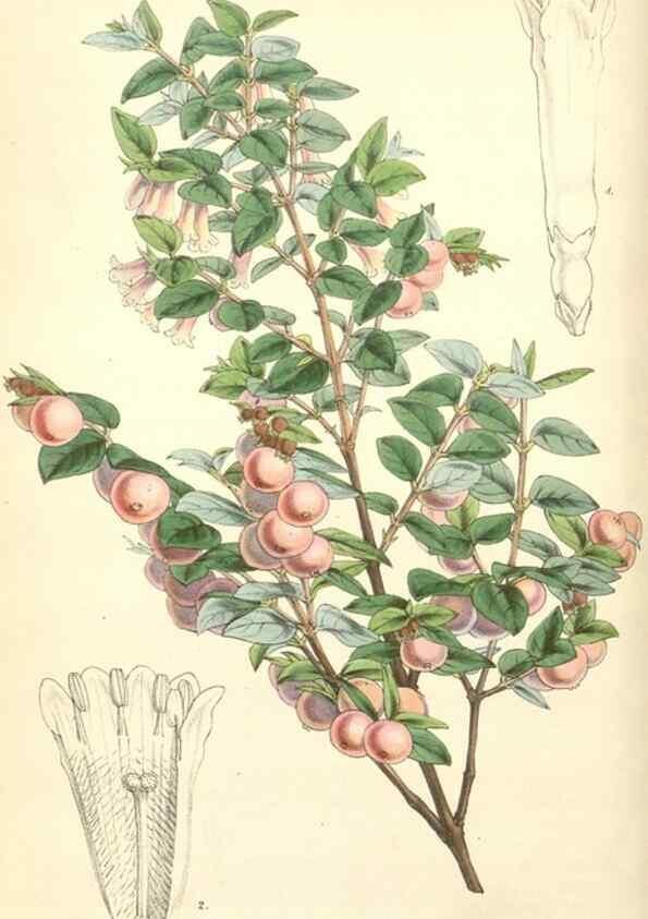 Reproducción/Reproduction 35272922185: Curtis's botanical magazine.. London ; New York [etc.] :Academic Press [etc.]