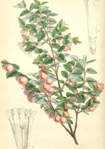 Reproducción/Reproduction 35272922185: Curtis's botanical magazine.. London ; New York [etc.] :Academic Press [etc.]