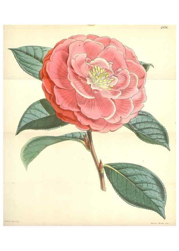 Reproducción/Reproduction 35272924695: Curtis's botanical magazine.. London ; New York [etc.] :Academic Press [etc.]
