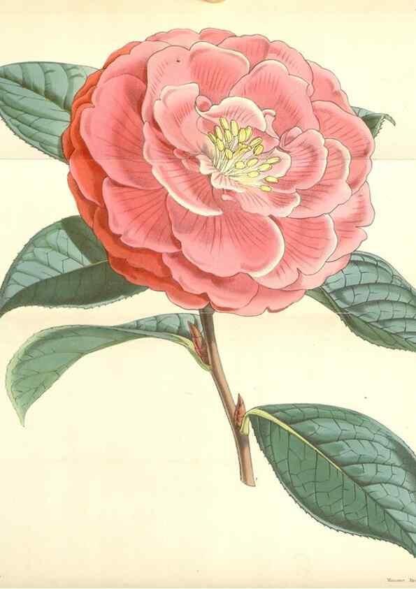 Reproducción/Reproduction 35272924695: Curtis's botanical magazine.. London ; New York [etc.] :Academic Press [etc.]