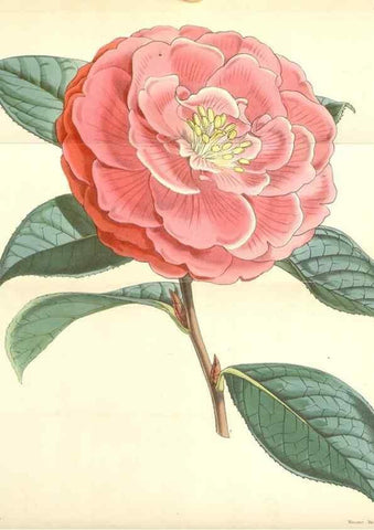 Reproducción/Reproduction 35272924695: Curtis's botanical magazine.. London ; New York [etc.] :Academic Press [etc.]