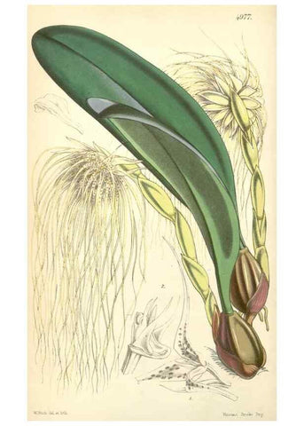 Reproducción/Reproduction 34885441400: Curtis's botanical magazine.. London ; New York [etc.] :Academic Press [etc.]