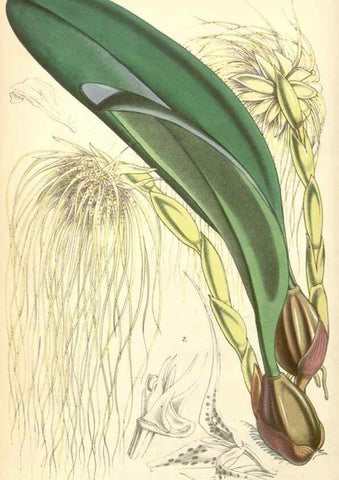 Reproducción/Reproduction 34885441400: Curtis's botanical magazine.. London ; New York [etc.] :Academic Press [etc.]
