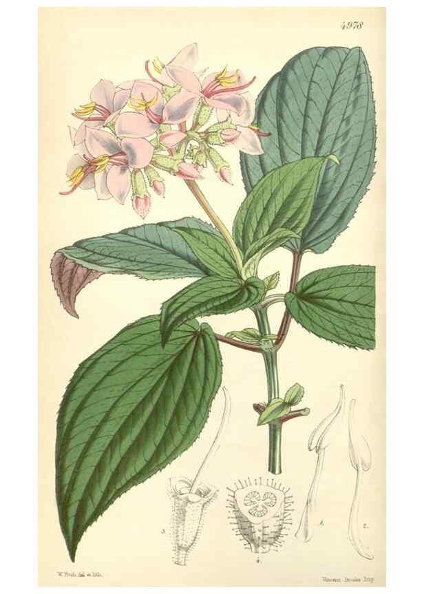 Reproducción/Reproduction 34428929254: Curtis's botanical magazine.. London ; New York [etc.] :Academic Press [etc.]