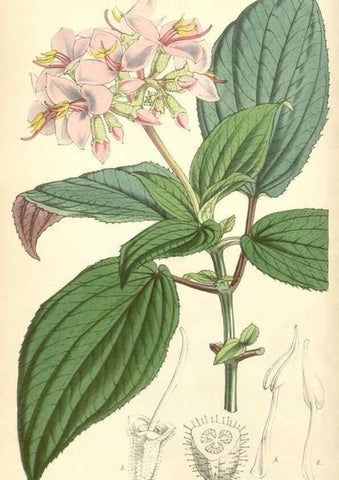 Reproducción/Reproduction 34428929254: Curtis's botanical magazine.. London ; New York [etc.] :Academic Press [etc.]