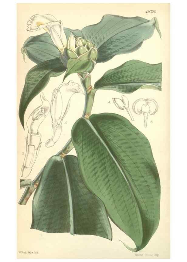 Reproducción/Reproduction 35106242842: Curtis's botanical magazine.. London ; New York [etc.] :Academic Press [etc.]