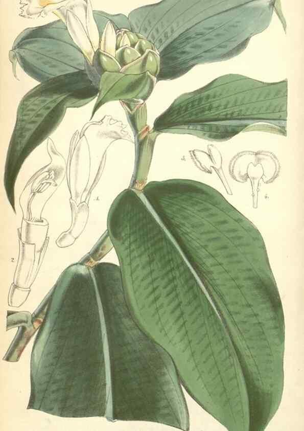Reproducción/Reproduction 35106242842: Curtis's botanical magazine.. London ; New York [etc.] :Academic Press [etc.]