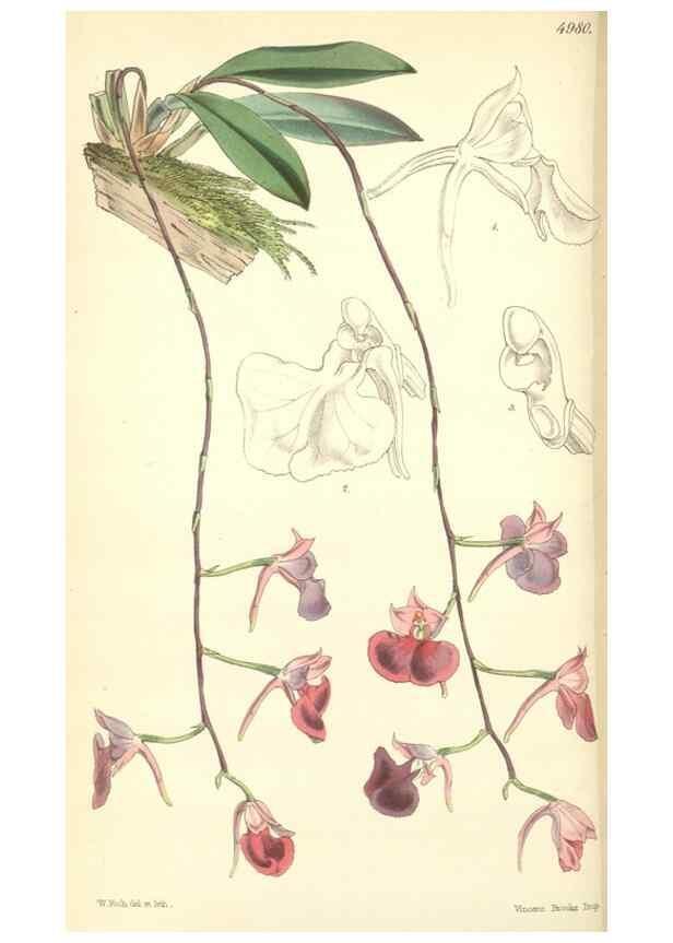 Reproducción/Reproduction 35272934575: Curtis's botanical magazine.. London ; New York [etc.] :Academic Press [etc.]