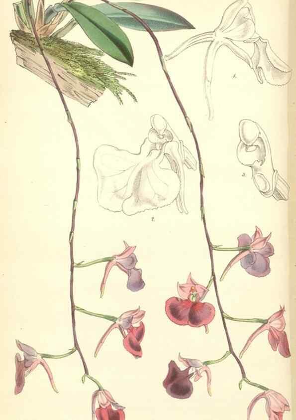 Reproducción/Reproduction 35272934575: Curtis's botanical magazine.. London ; New York [etc.] :Academic Press [etc.]