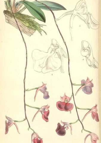 Reproducción/Reproduction 35272934575: Curtis's botanical magazine.. London ; New York [etc.] :Academic Press [etc.]