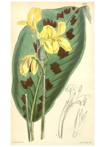 Reproducción/Reproduction 35232431306: Curtis's botanical magazine.. London ; New York [etc.] :Academic Press [etc.]