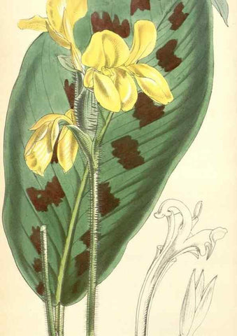 Reproducción/Reproduction 35232431306: Curtis's botanical magazine.. London ; New York [etc.] :Academic Press [etc.]