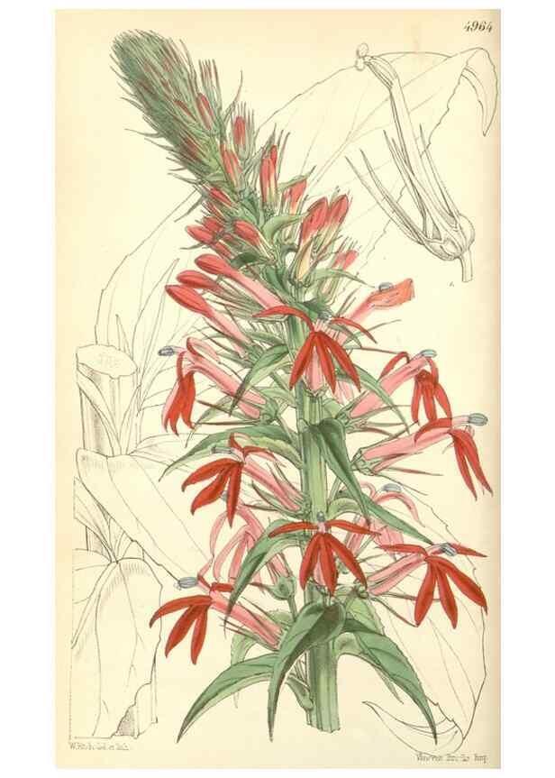 Reproducción/Reproduction 35106210802: Curtis's botanical magazine.. London ; New York [etc.] :Academic Press [etc.]