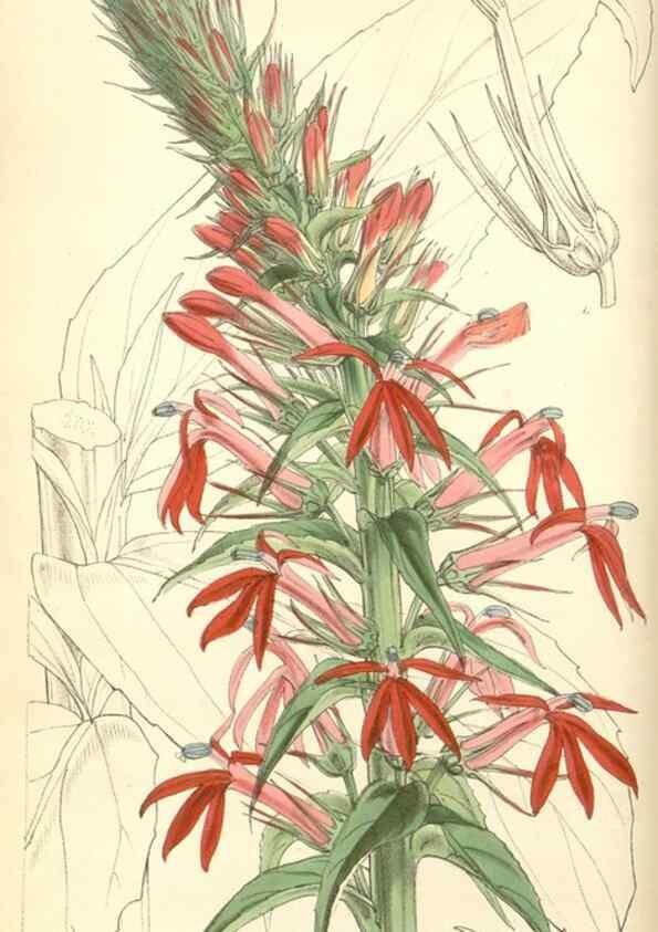 Reproducción/Reproduction 35106210802: Curtis's botanical magazine.. London ; New York [etc.] :Academic Press [etc.]