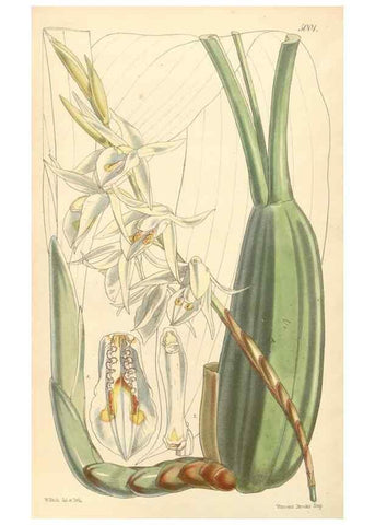 Reproducción/Reproduction 34463211073: Curtis's botanical magazine.. London ; New York [etc.] :Academic Press [etc.]