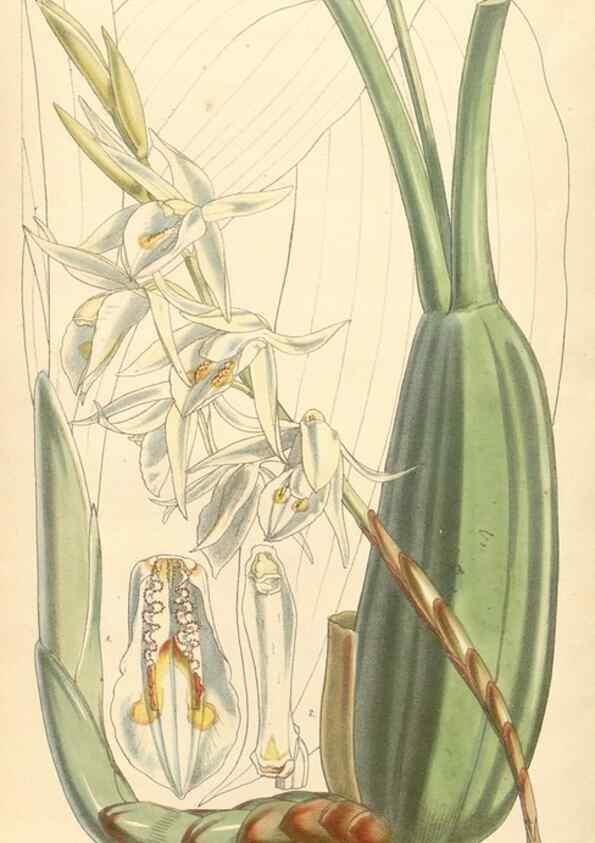 Reproducción/Reproduction 34463211073: Curtis's botanical magazine.. London ; New York [etc.] :Academic Press [etc.]