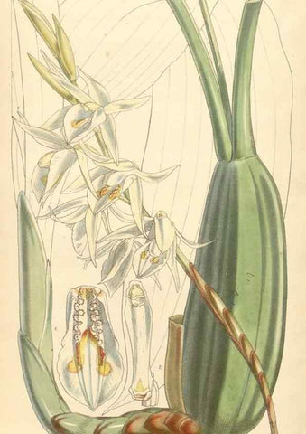 Reproducción/Reproduction 34463211073: Curtis's botanical magazine.. London ; New York [etc.] :Academic Press [etc.]