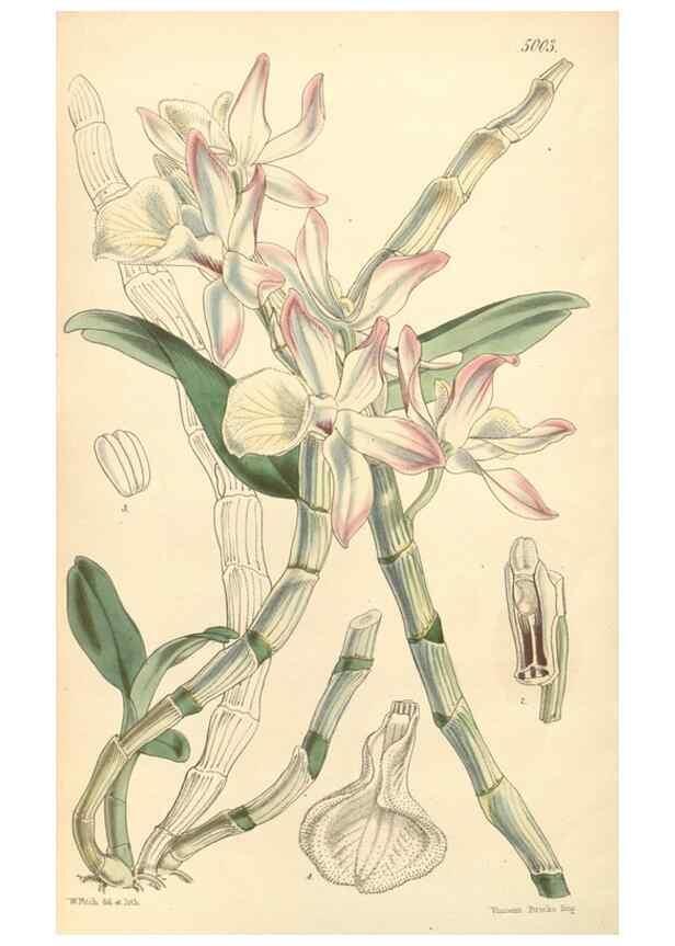 Reproducción/Reproduction 34428990744: Curtis's botanical magazine.. London ; New York [etc.] :Academic Press [etc.]