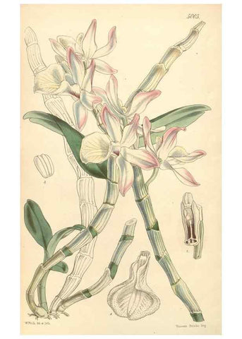 Reproducción/Reproduction 34428990744: Curtis's botanical magazine.. London ; New York [etc.] :Academic Press [etc.]