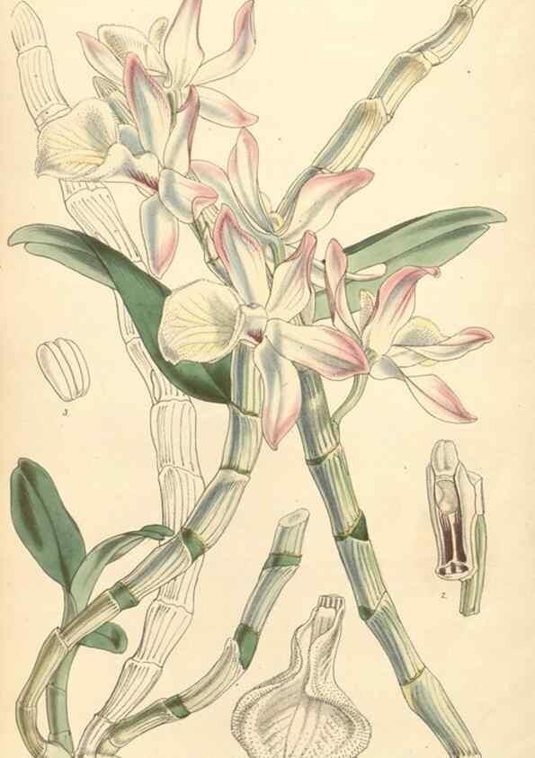 Reproducción/Reproduction 34428990744: Curtis's botanical magazine.. London ; New York [etc.] :Academic Press [etc.]