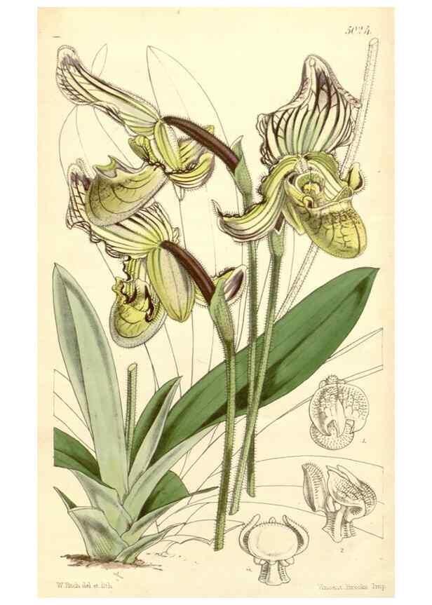 Reproducción/Reproduction 35232528176: Curtis's botanical magazine.. London ; New York [etc.] :Academic Press [etc.]