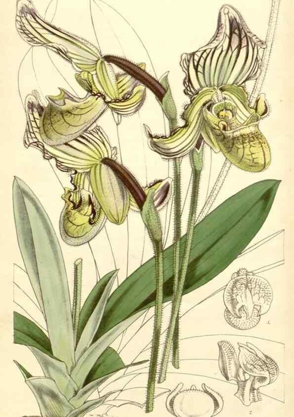 Reproducción/Reproduction 35232528176: Curtis's botanical magazine.. London ; New York [etc.] :Academic Press [etc.]