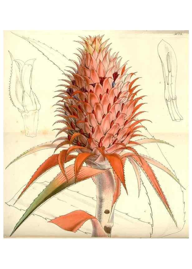 Reproducción/Reproduction 34463658353: Curtis's botanical magazine.. London ; New York [etc.] :Academic Press [etc.]