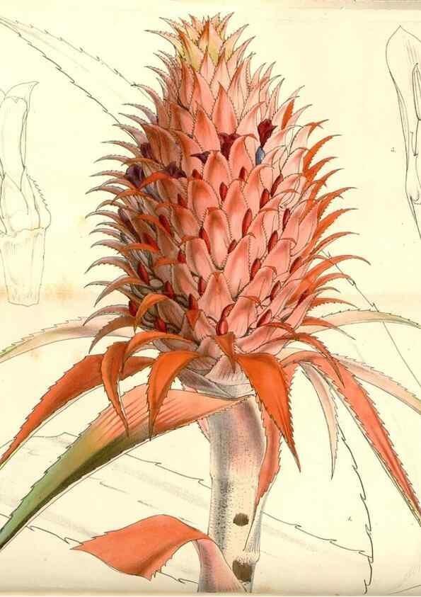 Reproducción/Reproduction 34463658353: Curtis's botanical magazine.. London ; New York [etc.] :Academic Press [etc.]