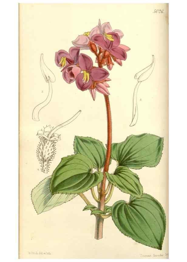 Reproducción/Reproduction 34463661503: Curtis's botanical magazine.. London ; New York [etc.] :Academic Press [etc.]