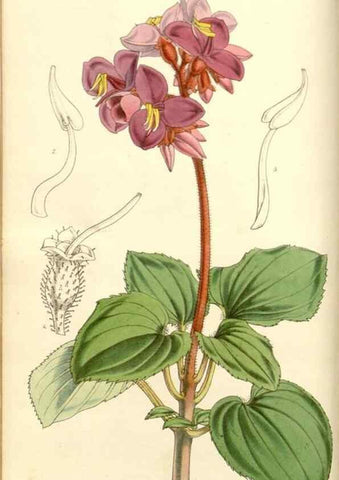 Reproducción/Reproduction 34463661503: Curtis's botanical magazine.. London ; New York [etc.] :Academic Press [etc.]