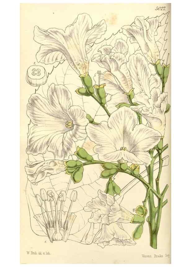 Reproducción/Reproduction 34463664063: Curtis's botanical magazine.. London ; New York [etc.] :Academic Press [etc.]