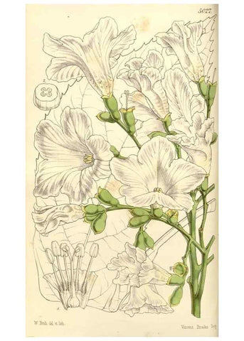 Reproducción/Reproduction 34463664063: Curtis's botanical magazine.. London ; New York [etc.] :Academic Press [etc.]
