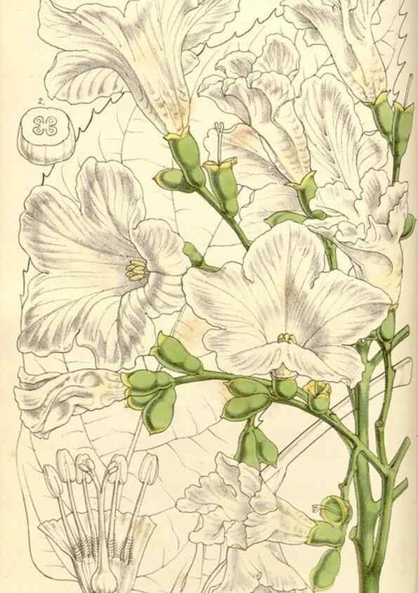 Reproducción/Reproduction 34463664063: Curtis's botanical magazine.. London ; New York [etc.] :Academic Press [etc.]
