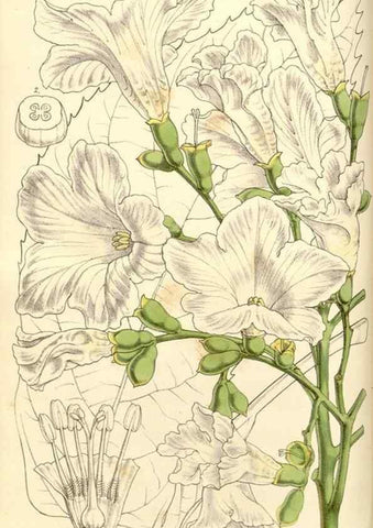 Reproducción/Reproduction 34463664063: Curtis's botanical magazine.. London ; New York [etc.] :Academic Press [etc.]