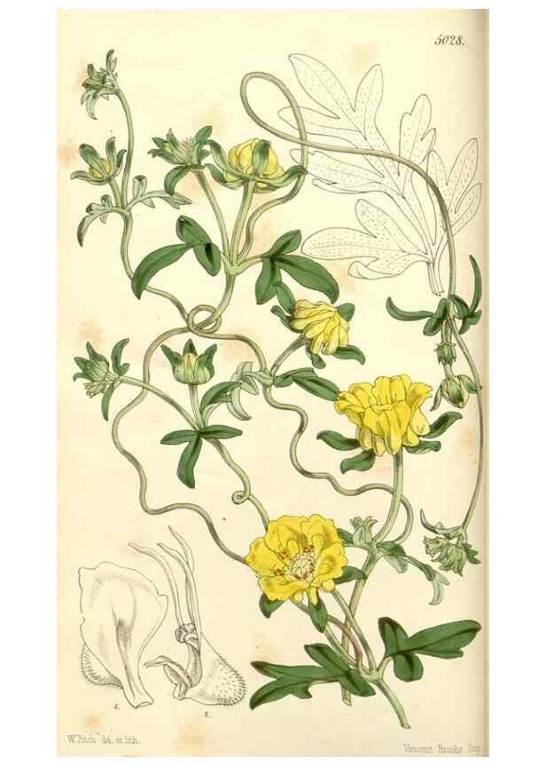 Reproducción/Reproduction 34463666593: Curtis's botanical magazine.. London ; New York [etc.] :Academic Press [etc.]