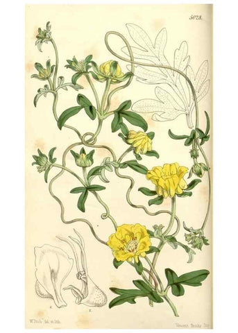 Reproducción/Reproduction 34463666593: Curtis's botanical magazine.. London ; New York [etc.] :Academic Press [etc.]