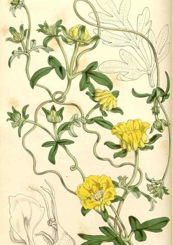 Reproducción/Reproduction 34463666593: Curtis's botanical magazine.. London ; New York [etc.] :Academic Press [etc.]