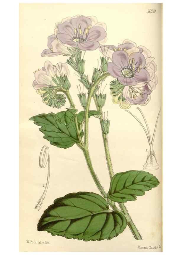 Reproducción/Reproduction 35232916286: Curtis's botanical magazine.. London ; New York [etc.] :Academic Press [etc.]