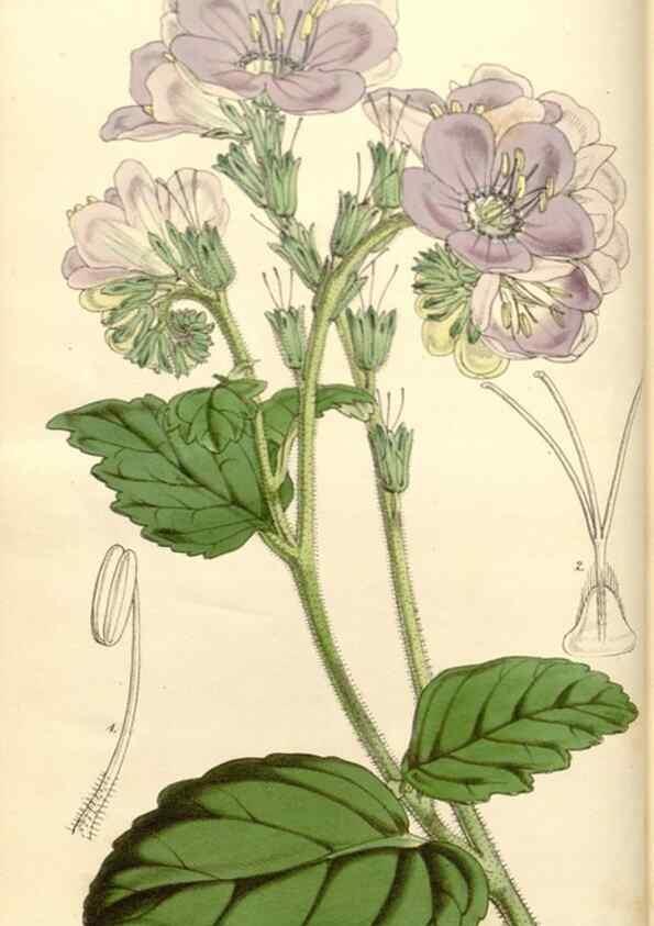 Reproducción/Reproduction 35232916286: Curtis's botanical magazine.. London ; New York [etc.] :Academic Press [etc.]