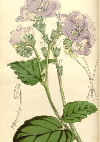 Reproducción/Reproduction 35232916286: Curtis's botanical magazine.. London ; New York [etc.] :Academic Press [etc.]