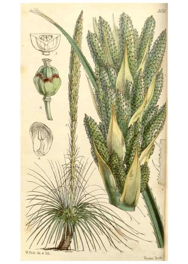 Reproducción/Reproduction 35232918176: Curtis's botanical magazine.. London ; New York [etc.] :Academic Press [etc.]