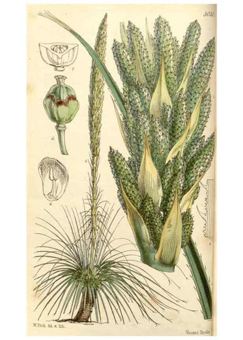 Reproducción/Reproduction 35232918176: Curtis's botanical magazine.. London ; New York [etc.] :Academic Press [etc.]