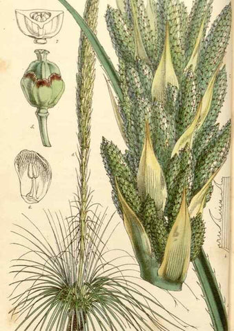 Reproducción/Reproduction 35232918176: Curtis's botanical magazine.. London ; New York [etc.] :Academic Press [etc.]