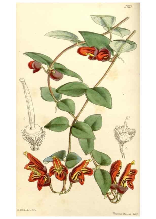 Reproducción/Reproduction 35232920086: Curtis's botanical magazine.. London ; New York [etc.] :Academic Press [etc.]